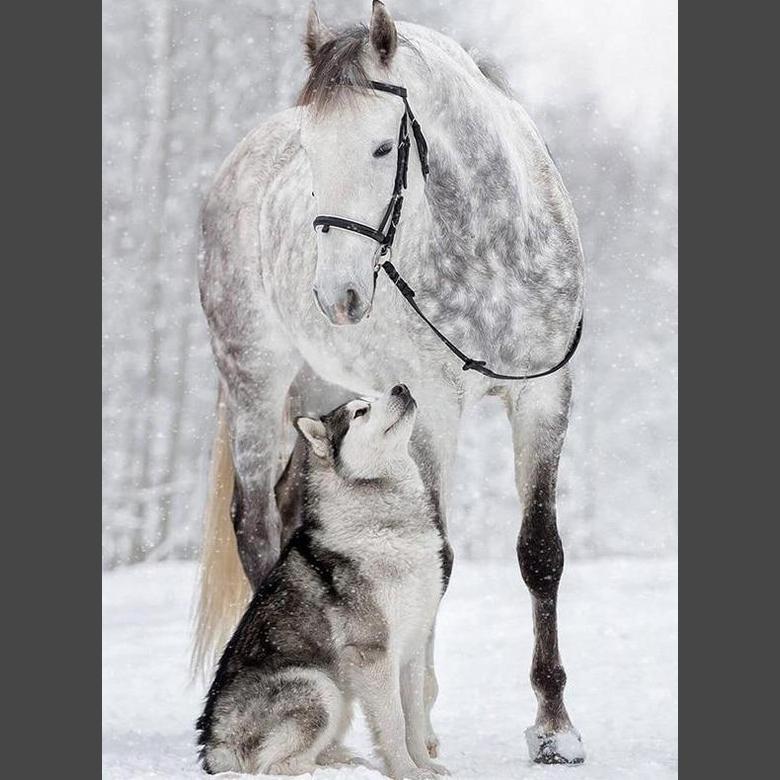 Horse diamond painting